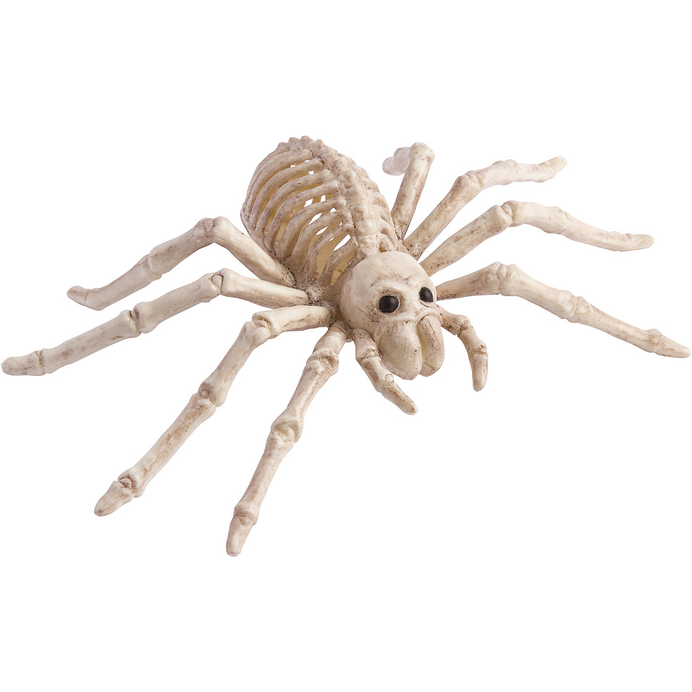 spider skeleton