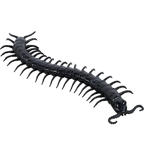 Black Centipede Image #1